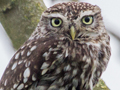 Little Owl